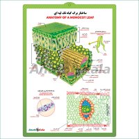 پوستر آموزشی ساختار برگ گیاه تک لپه ای