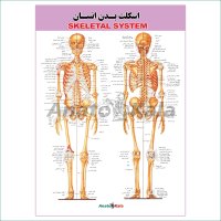 پوستر آموزشی اسکلت بدن انسان