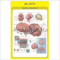پوستر آموزشی ساختار آناتومی مغز