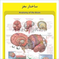 پوستر آموزشی ساختار آناتومی مغز