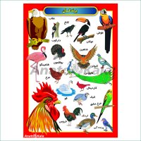 پوستر آموزشی پرندگان