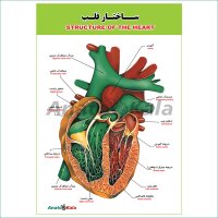 پوستر آموزشی ساختار آناتومی قلب