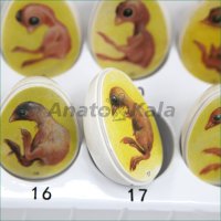 سیر تکاملی جنینی مرغ